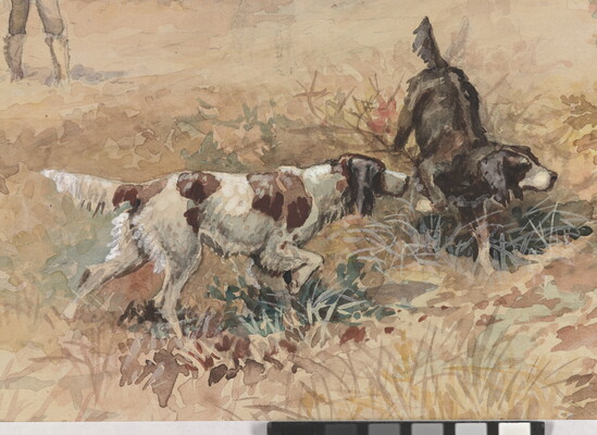 A detail of the dogs in a watercolor of two sporting dogs pointing to some brush in a field while a hunter stands back holding his rifle.