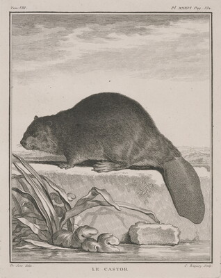 Le Castor | Amon Carter Museum of American Art