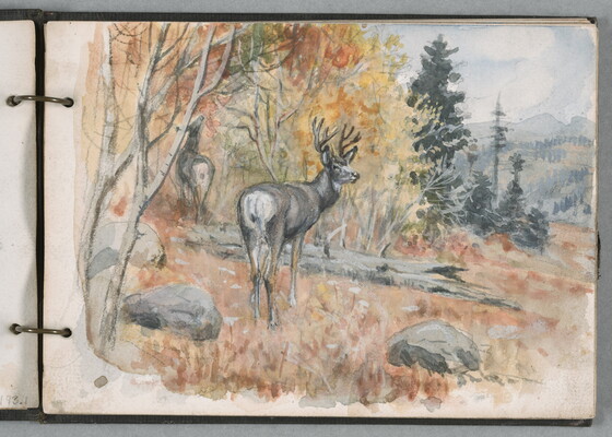 A watercolor drawing of two deer in an autumn-colored forest on a mountainside.