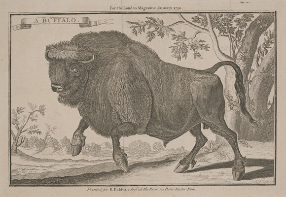 A black-and-white print of a bison galloping in a wooded setting. 