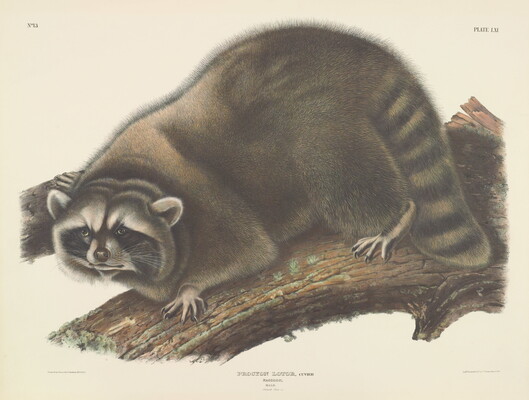 Procyon lotor, Cuvier Raccoon. Male. Natural Size. | Amon Carter Museum ...