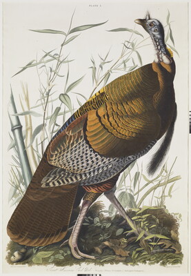 A color print of a male wild turkey standing in tall grass.