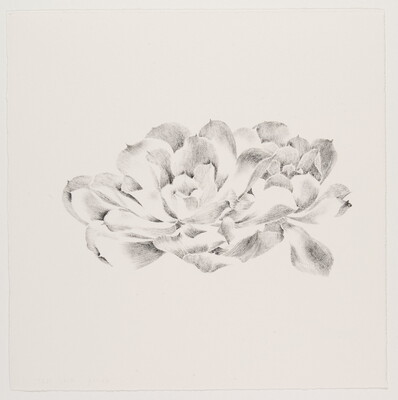 A black-and-white print of an open flower drawn with loose marks and delicately shaded petals.