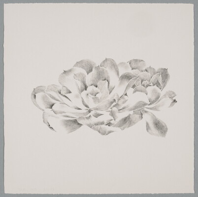 A black-and-white print of an open flower drawn with loose marks and delicately shaded petals.