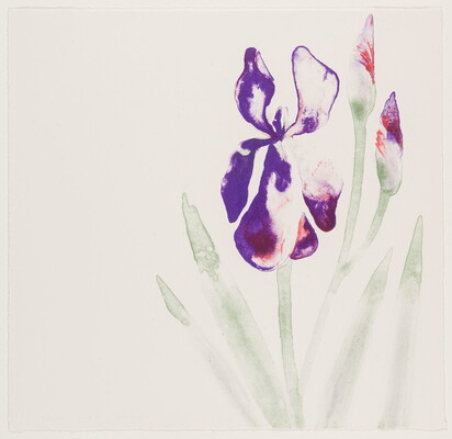 A color print of a softly rendered purple flower, with two buds and green stems that have long thin leaves.