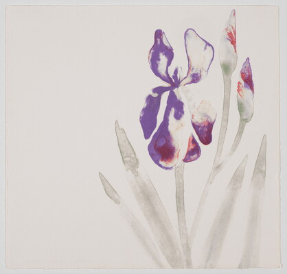 A color print of a softly rendered purple flower, with two buds and green stems that have long thin leaves.