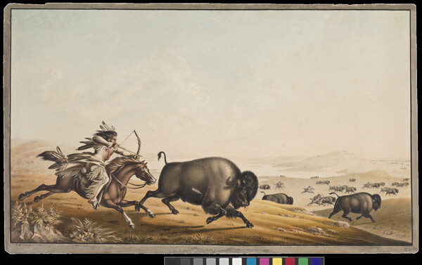 A watercolor of a herd of bison running in a field from Native Americans on horseback hunting with a bows and arrows.