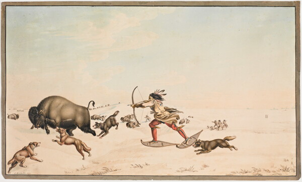 A watercolor of a Native American person wearing snowshoes shooting arrows at a bison as dogs surround it.