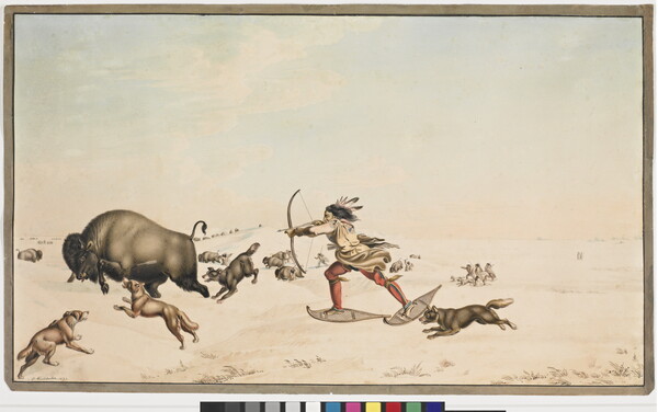 A watercolor of a Native American person wearing snowshoes shooting arrows at a bison as dogs surround it.