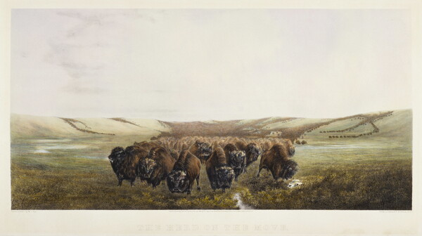 A color print of a large herd of bison moving through a field.