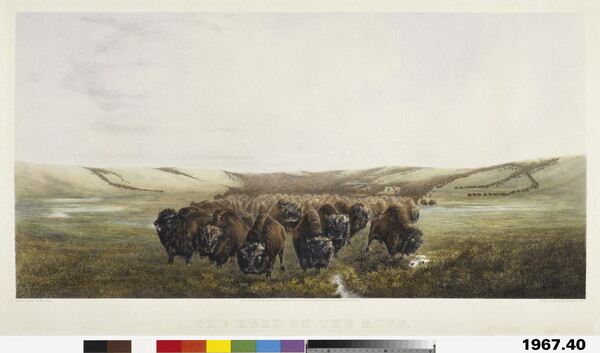 A color print of a large herd of bison moving through a field.
