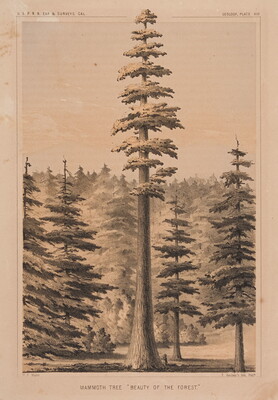 A black-and-white print of a sequoia tree that towers above the rest of the forest.