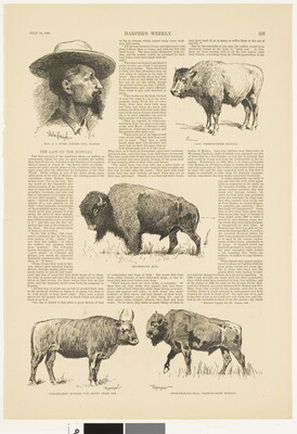 A page from a magazine with text and five illustrations: a bearded man with a wide brimmed hat and four varieties of bison and cattle.