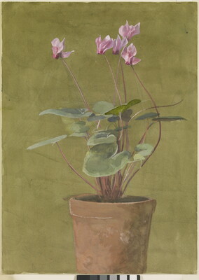 A watercolor of a plant with pink flowers in a terracotta pot.