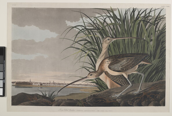 A color print of two brown and black speckled birds with very long, thin beaks standing on rocks on a riverbank.