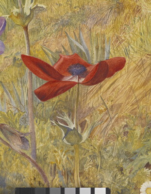 A detail of a watercolor of red and purple flowers blooming on a hillside.