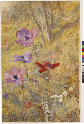 A watercolor of red and purple flowers blooming on a hillside.