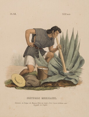 A color print of an Indigenous man in a belted tunic kneeling over a large aloe plant siphoning the aloe with a tube.