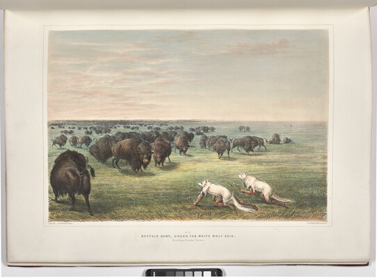 A color print of two Indigenous people crawling and wearing white wolf skin in an attempt to hunt bison a open field.