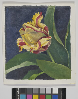 A watercolor painting of a red and yellow flower with curling petals emerging from green leaves on a dark blue background.