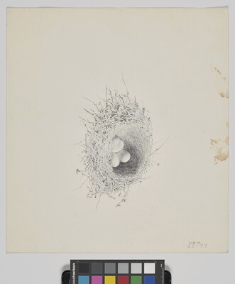 A detailed pencil drawing of a bird's nest and eggs.