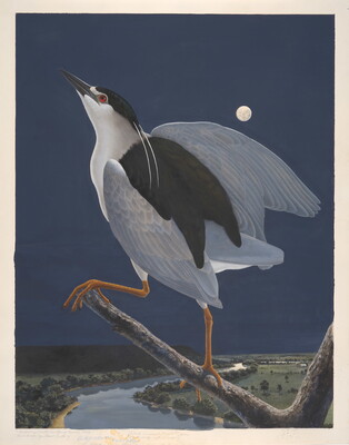 A watercolor of a white bird with black wings and red eyes on a tree limb over a river in the moonlight.