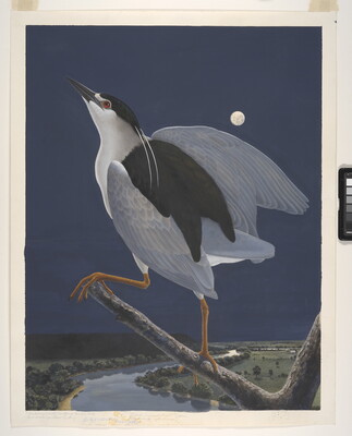 A watercolor of a black-crowned night heron on a tree limb over a river in the moonlight.