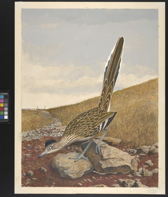 A watercolor painting of a brown speckled bird with a long tail standing on rocks in front of an expansive field of yellow vegetation.