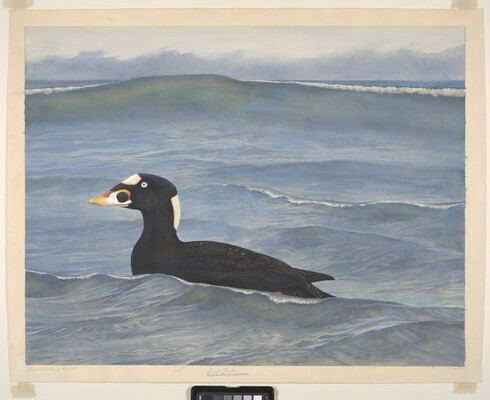 A watercolor painting of a black-and-white duck with an orange, yellow, and black beak, and white eyes swimming in a body of water.