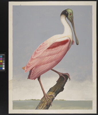 A watercolor of a pink bird with a long beak perched on a branch above water.