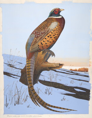 A watercolor painting of a bird with a red and blue head, gold and red body with black spots, and a long yellow tail with black stripes sitting on a tree stump in a snowy setting.