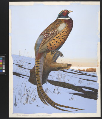 A watercolor painting of a bird with a red and blue head, gold and red body with black spots, and a long yellow tail with black stripes sitting on a tree stump in a snowy setting.