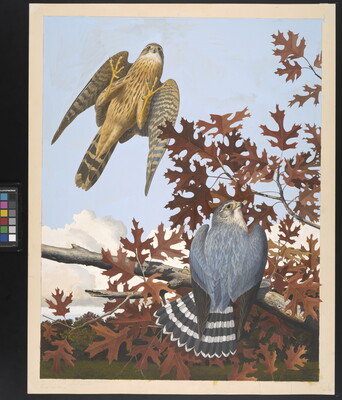 A watercolor of a blue bird with a black-and-white striped tail on a tree branch with autumn leaves, and a brown bird taking flight against a blue sky.