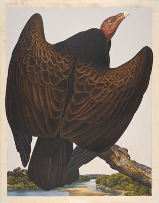 A watercolor of a large brown bird with a pink featherless head, wings partially spread, perched on a branch high above a river.