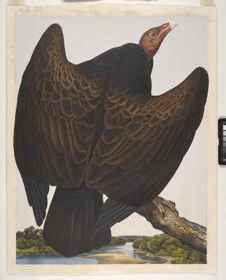 A watercolor of a large brown bird with a pink featherless head, wings partially spread, perched on a branch high above a river.