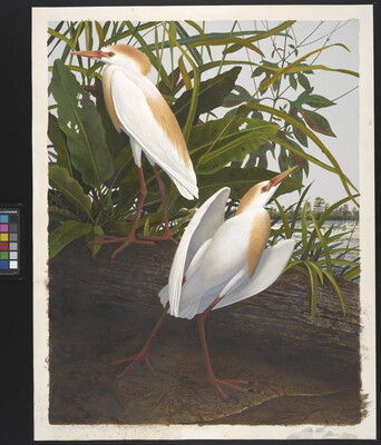 A watercolor painting of two white birds with tan heads and breasts next to a log and foliage.