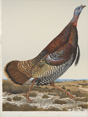 A watercolor of a brown-speckled bird with a blue head walking through a field.
