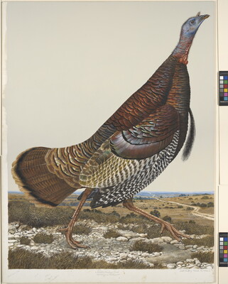 A watercolor of a brown-speckled bird with a blue head walking through a field.
