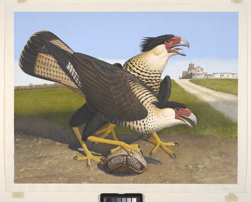 A watercolor of two large birds, one standing on a turtle shell, with hooked beaks and sharp talons.