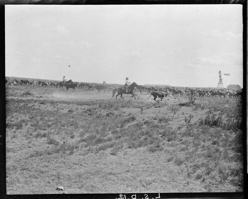 A cowboy with a good cutting horse working yearlings out of a herd. LS ...