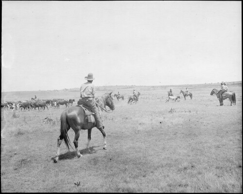 A black-and-white image of a cowboy on horseback riding toward several other cowboys trying to corral a cow.