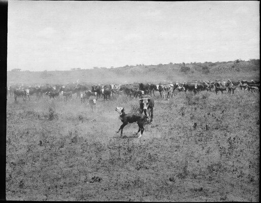 Roping a calf. Spur Ranch, Texas. | Amon Carter Museum of American Art