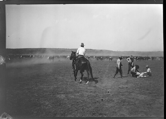 Branding a calf. Spur Ranch, Texas. | Amon Carter Museum of American Art