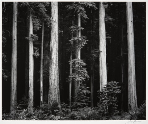 A black-and-white photograph of tall tree trunks against a dark forest.