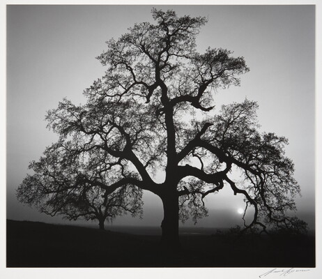 Oak Tree, Sunset City, Sierra Foothills, California | Amon Carter