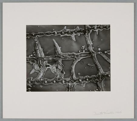 A black-and-white close-up photograph of the raised scars on the flesh of a cactus.