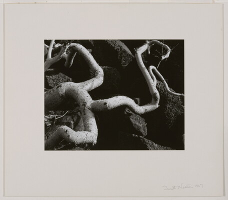 A black-and-white close-up photograph of twisted white tree roots growing out of dark soil.