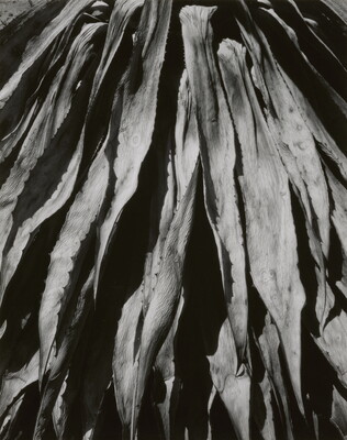 A close-up, black-and-white photograph of long, dry plant leaves descending downward.