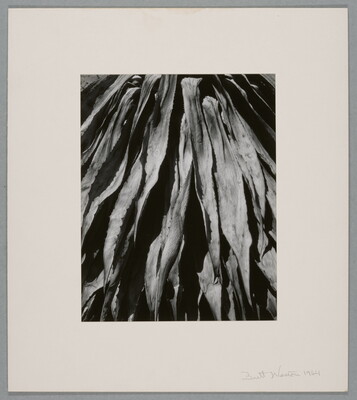 A close-up, black-and-white photograph of long, dry plant leaves descending downward.