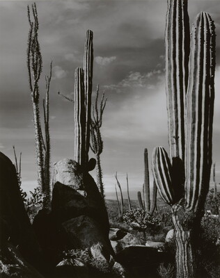 A black-and-white photograph of saguaro and other cacti extending up toward the sky.